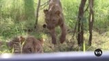 Malawi lions get birth control in effort to save their prey