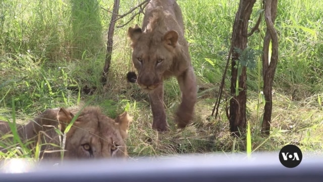 Malawi lions get birth control in effort to save their prey - March 11, 2025