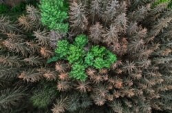 An aerial view shows dead spruce trees suffering from drought stress in a forest near Iserlohn, western Germany, on April 28, 2020.