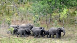 Reserva do Gilé na mira de caçadores furtivos