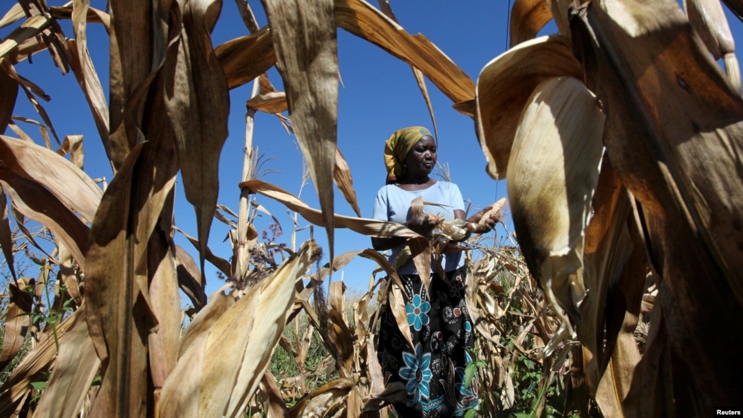 Seorang petani Joice Chimedza memanen jagung di lahan pertaniannya di Norton, kawasan pertanian di luar Ibu Kota Zimbabwe, Harare, 10 Mei 2016. 