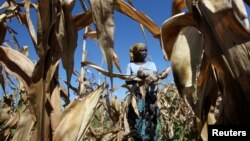 Seorang petani Joice Chimedza memanen jagung di lahan pertaniannya di Norton, kawasan pertanian di luar Ibu Kota Zimbabwe, Harare, 10 Mei 2016. 