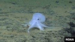 This ghostlike octopod is almost certainly an undescribed species and may not belong to any described genus. (NOAA)