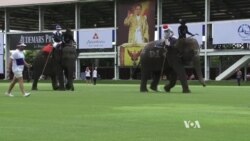 Pachyderms Play Polo to Raise Money for Elephants