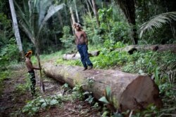 Un indígena de la La Reserva Uru-eu-wau-wau, en el estado brasileño de Rondonia, inspecciona la deforestación ilegal en el área el 30 de enero de 2019.