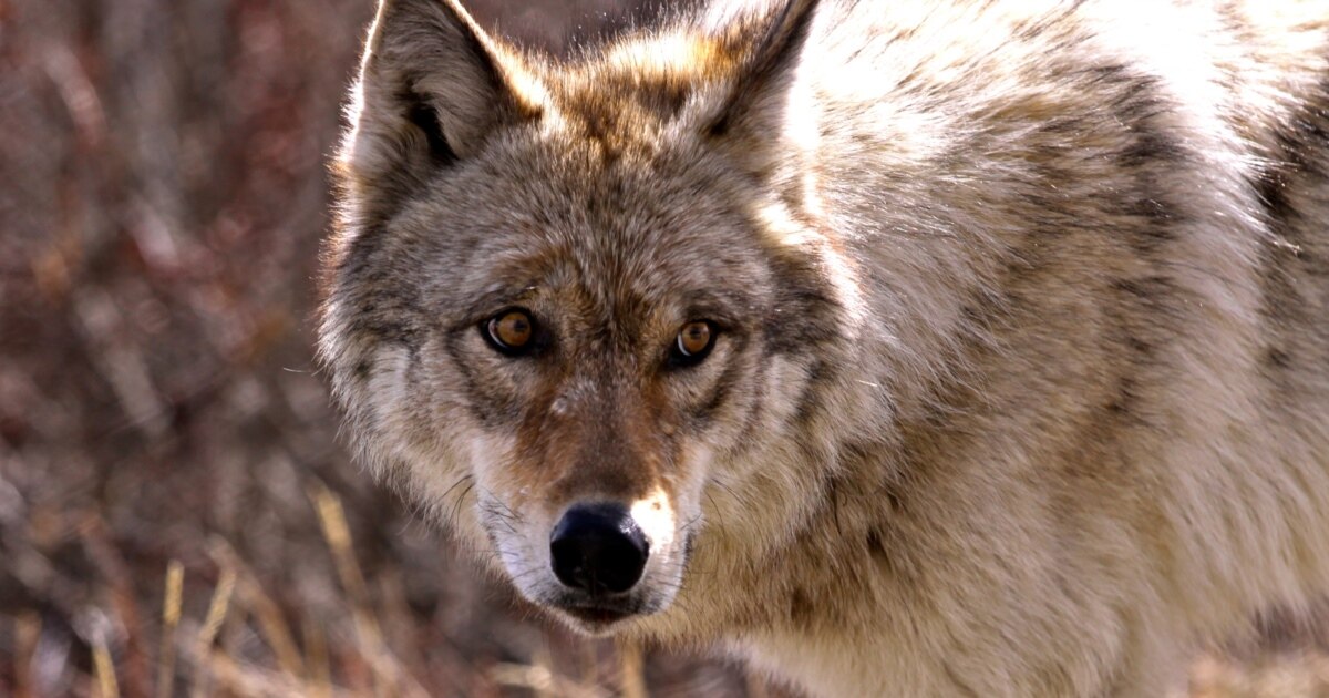 In English, Wolves Are Not to Be Trusted