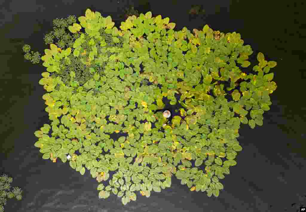 A man in a straw hat picks yellow spatterdocks (Nuphar Lutea) on the Dnipro River floodplain near Kyiv, Ukraine.
