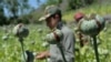 Seorang petani memanen opium di ladang opium di Distrik Darra-i-Nur, Provinsi Nangarhar, Afghanistan, 10 Mei 2020. 