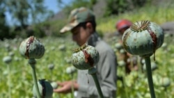 Seorang petani memanen getah opium dari ladang opium di Distrik Darra-i-Nur, provinsi Nangarhar, Afghanistan, 10 Mei 2020.