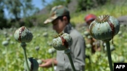 FILE - A farmer harvests opium sap from a poppy field in the Darra-i-Nur District of Nangarhar province, Afghanistan, May 10, 2020.