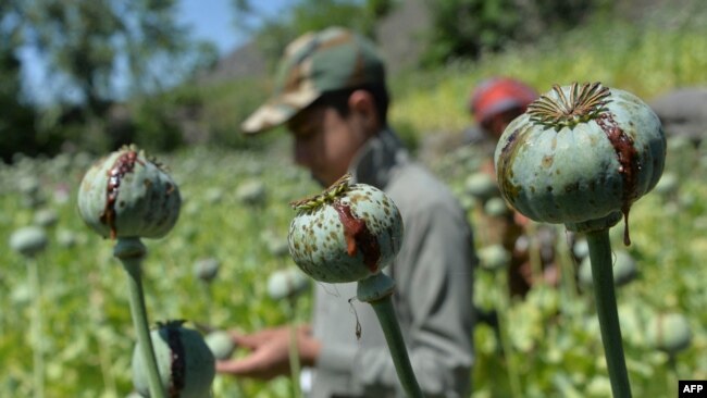Seorang petani memanen getah opium dari ladang opium di Distrik Darra-i-Nur, provinsi Nangarhar, Afghanistan, 10 Mei 2020.
