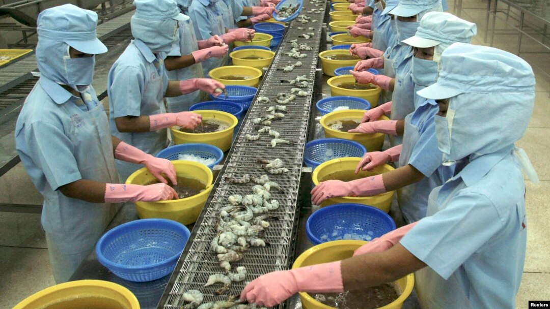 Công nhân làm việc tại một nhà máy chuyên xuất khẩu tôm từ Việt Nam sang Hoa Kỳ. 