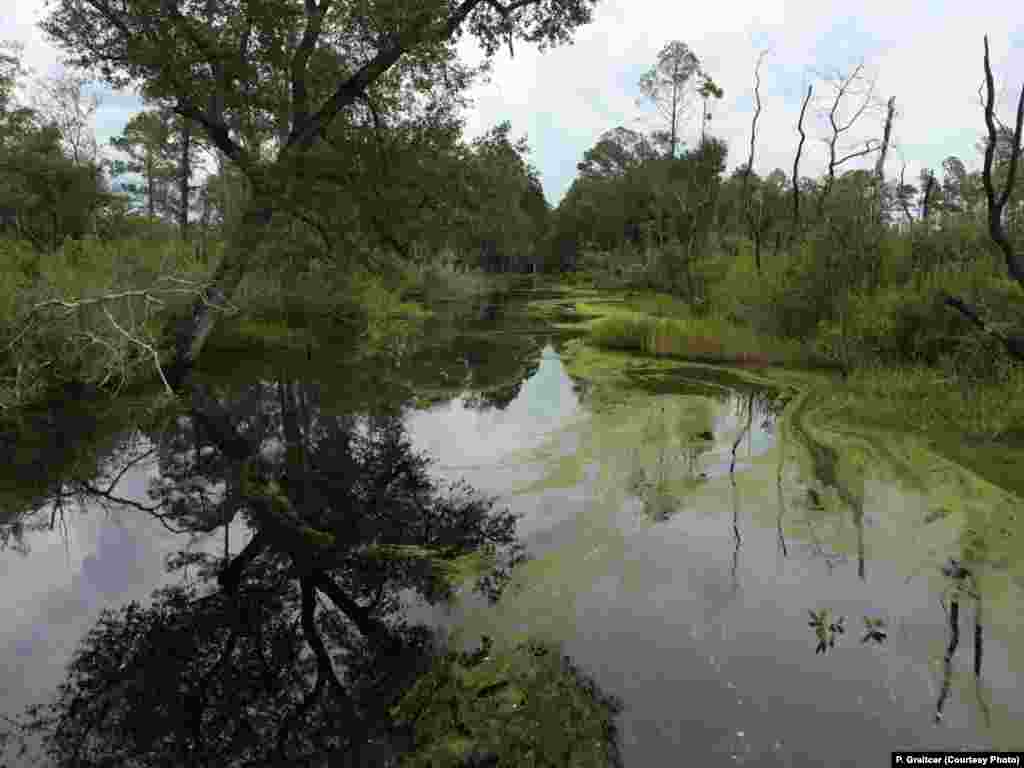 The 19-kilometer long Suwanee Canal runs through the center of the swamp.