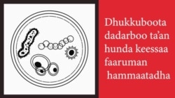 Dhukkubni Weerartuu (Pandemic) Maali