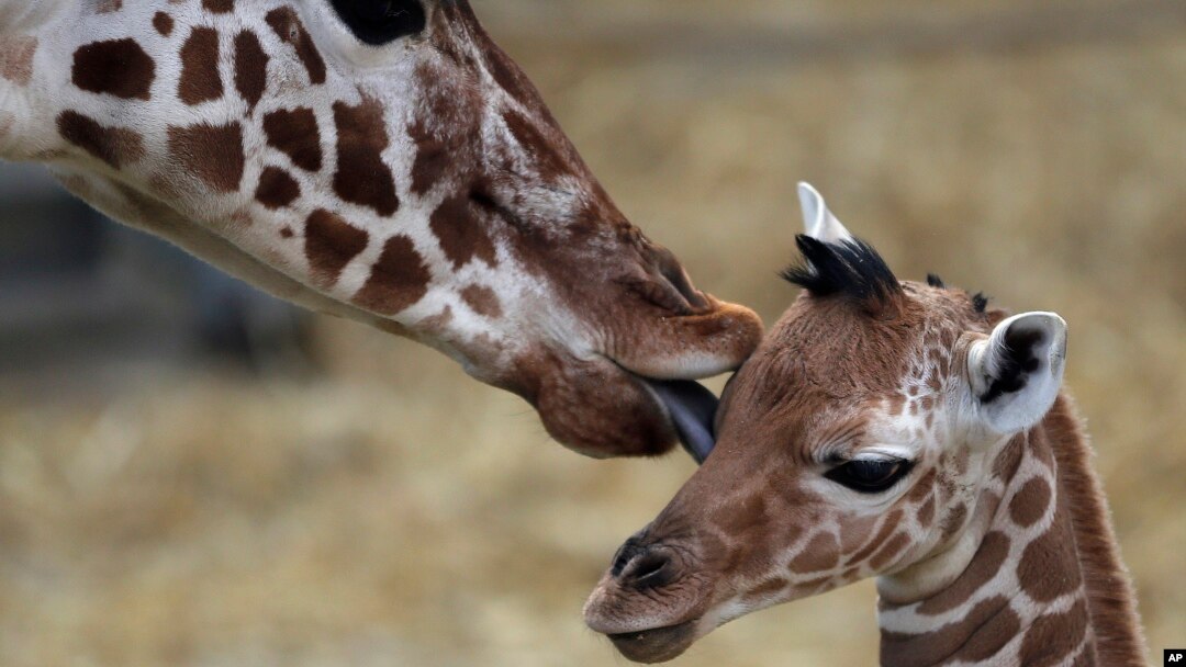 FILE - A two-day-old female reticulated giraffe, also known as the Somali giraffe, is licked by her mother Malindi in the indoor enclosure at the Zoo in Duisburg, Germany, Feb. 13, 2015. 