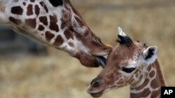 FILE - A two-day-old female reticulated giraffe, also known as the Somali giraffe, is licked by her mother Malindi in the indoor enclosure at the Zoo in Duisburg, Germany, Feb. 13, 2015. 