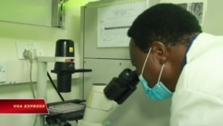 Kenya tìm thảo dược trị COVID-19