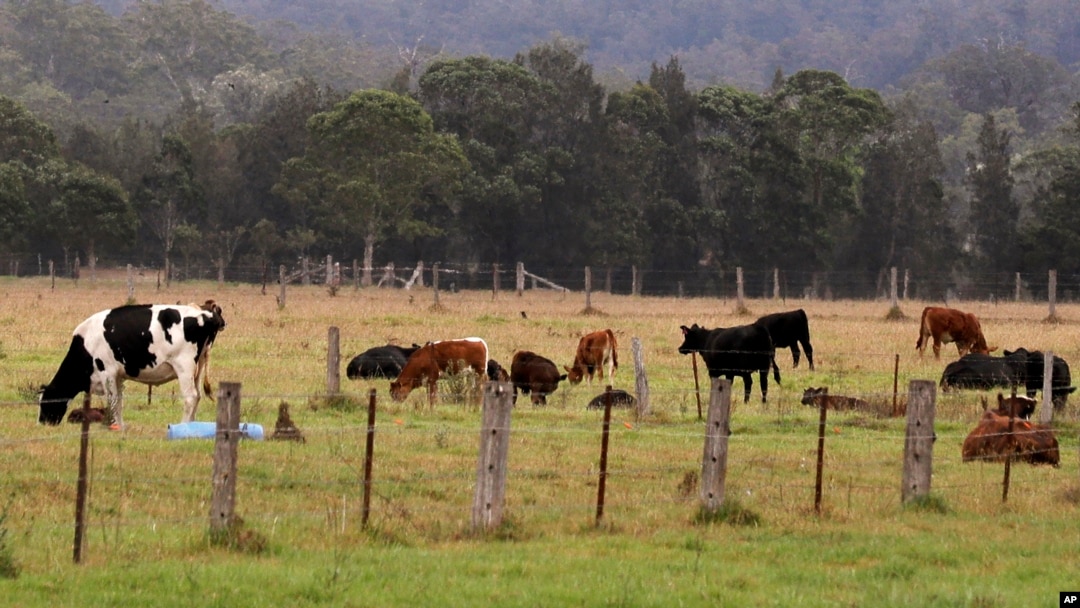 Ternak merumput di ladang dekat Ulludulla, Australia, 9 Januari 2020.
