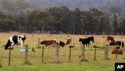 Ternak merumput di ladang dekat Ulludulla, Australia, 9 Januari 2020.