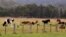 Ternak merumput di ladang dekat Ulludulla, Australia, 9 Januari 2020.