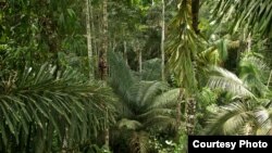 FILE - Carnegie Institution botanist in the Peruvian rainforest begins his 45-meter climb to collect foliage from the tree canopy. (Jake Bryant)