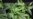 DEA Considering Rescheduling Cannabis