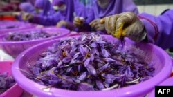 Para pekerja memisahkan putik safron dari bunga Safron yang baru dipanen di pusat pemrosesan di Provinsi Herat, Afghanistan, 12 November 2018. (Foto: AFP)