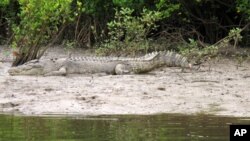 Seekor buaya di tepi Sungai Daintree di Daintree, Australia, 29 Juni 2015. (Foto: dok). Dua nelayan, Rabu (6/1), menyelamatkan Luke Voskresensky, buronan yang ditemukan dalam keadaan telanjang dan duduk di atas pohon di kawasan habitat buaya Australia. (Foto: ilustrasi).