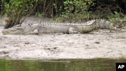 FILE - A crocodile rests on the shore along the Daintree River in Daintree, Australia, June 29, 2015. Boats take tourists on river cruises where usually see crocodiles and other wildlife.