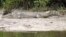 FILE - A crocodile rests on the shore along the Daintree River in Daintree, Australia, June 29, 2015. Boats take tourists on river cruises where usually see crocodiles and other wildlife.