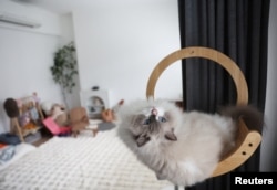 FILE - A Ragdoll cat named Mooncake sits in a cat tree in a Housing and Development Board (HDB) flat in Singapore on December 19, 2023. (REUTERS/Edgar Su)
