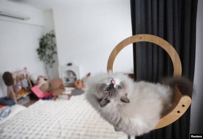 FILE - A Ragdoll cat named Mooncake sits in a cat tree in a Housing and Development Board (HDB) flat in Singapore on December 19, 2023. (REUTERS/Edgar Su)