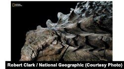 About 110 million years ago, this plant-eating armored nodosaur walked the land. Now it is a "one-in-a-billion" best preserved dinosaurs. (Photo courtesy Robert Clark / National Geographic)