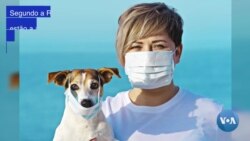 Cão em Hong Kong identificado com coronavírus