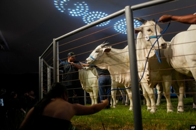 A Nelore cow named Donna, wearing a number 1 tag, right, and three of her clones are sold at the Elo de Raça auction on the sidelines of the ExpoZebu fair in Uberaba, Minas Gerais state, Brazil, Sunday, April 28, 2024. ($3 million dollars)