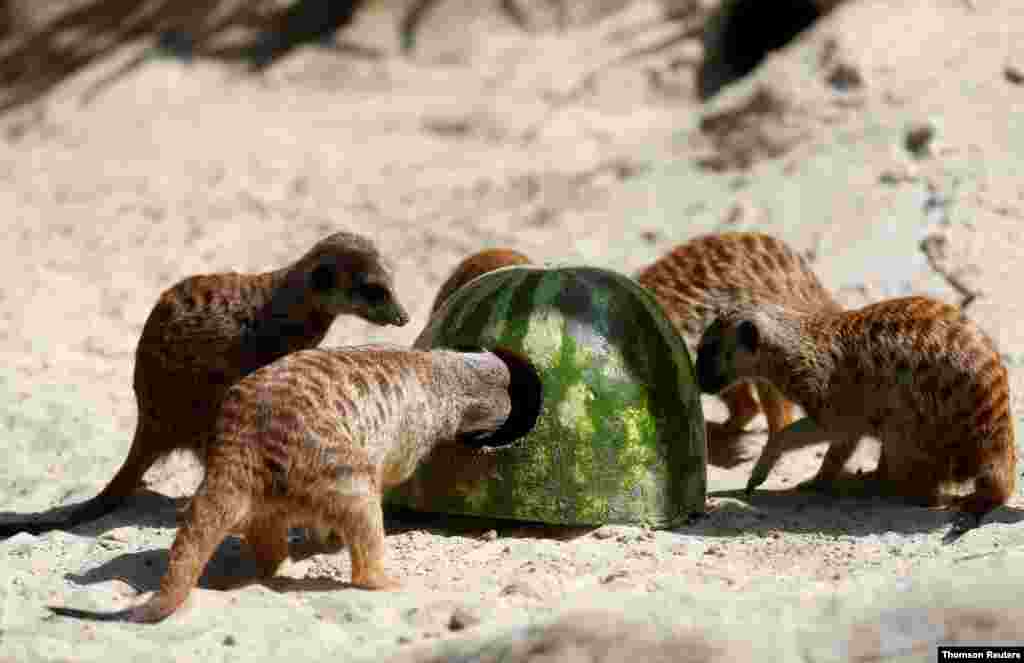 이태리 로마 동물원에서 미어캣들이 수박을 먹고 있다. 