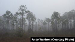 An early morning fog added a surreal quality to the ancient trees at the Big Cypress National Preserve in southern Florida.