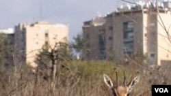 Jerusalem's Gazelle Valley Park