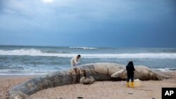 Danny Morick, marine veterinarian, and Aviad Scheinin take samples from a 17 meters (about 55 feet) long dead fin whale washed up on a beach in Nitzanim Reserve, Israel, Feb. 19, 2021.