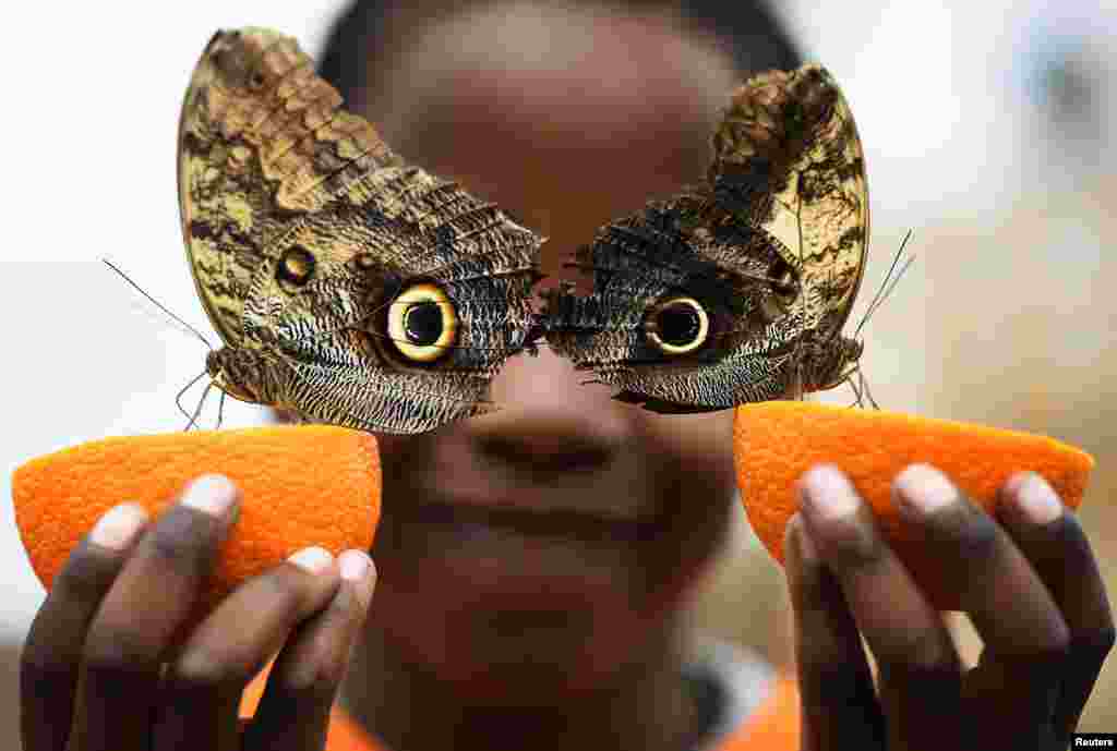 영국 런던자연사박물관에서 열린 나비전에서 한 어린이가 올빼미나비가 앉은 오렌지를 들고 있다.