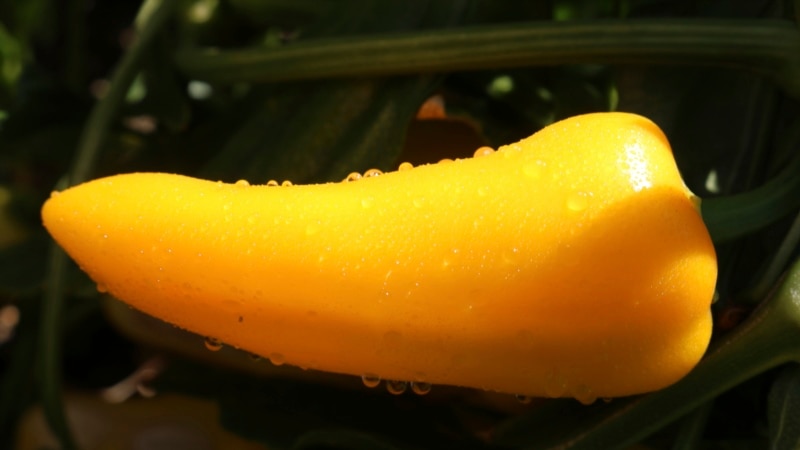 New Fruits and Vegetables for Gardeners to Try