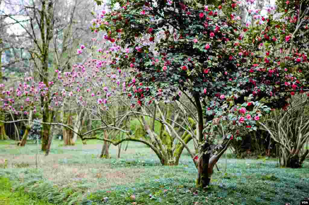 Taman Botani Sukhumi dibuat pada 1840 untuk memperkenalkan teh dan jeruk di wilayah-wilayah baru Czar Rusia di pegunungan Kaukasus. Taman ini diperbaiki setelah perang 1992-1993. (V. Undritz/VOA)