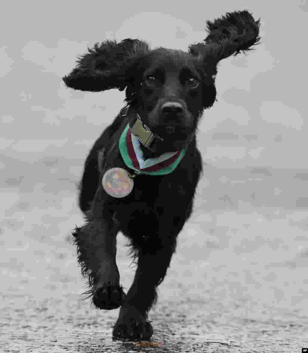 Grace, a search dog with the British army, runs towards a handler during a photo-opportunity, wearing a Dickin Medal, Britain's highest award for bravery by animals, following a special ceremony held at Wellington Barracks, in central London.