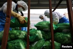 Employees unload napa cabbages at Cheongone Organic Kimchi factory in Cheongju, South Korea, September 26, 2022. (REUTERS/Kim Hong-Ji)