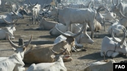 The U.N. Food and Agriculture Organization says the displacement of millions of cattle and other livestock in South Sudan poses greater disease and violence risk. ©UN/Isaac Billy Gideon / FAO