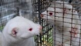 Minks are seen in their cages in a mink farm in Jyllinge near Copenhagen October 24, 2012. 