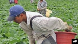미국의 농장에서 호박을 따는 외국 노동자들