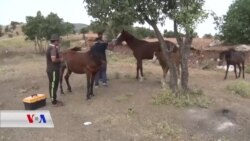 پـزیشکێکی ڤێتەرنەری لە دهۆک بەبێ بەرامبەر خزمەتی ئاژەڵان دەکات