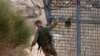 A soldier closes a gate as Israeli military forces cross the fence to and from the buffer zone with Syria, near the Druze village of Majdal Shams in the Israel-annexed Golan Heights, on Dec. 11, 2024.