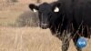WATCH: Ranchers Combat Overgrazing to Fight Climate Change